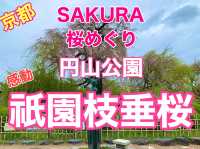 京都　KYOTO SAKURAめぐり❗️円山公園の祇園枝垂桜に感動❗️