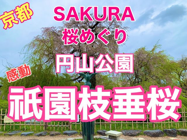 京都　KYOTO SAKURAめぐり❗️円山公園の祇園枝垂桜に感動❗️