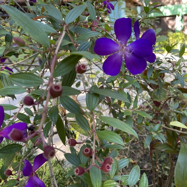 超靚秘密賞櫻花園