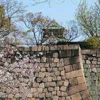 【大阪 大阪城】サクラ咲きほこる大阪城