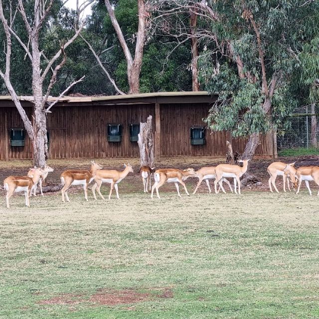 Close Encounters In Werribee