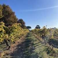 Autumn in the vineyard at Sandalford Wines