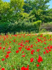 예쁜꽃들이 만개한 올림픽공원 들꽃마루🌼