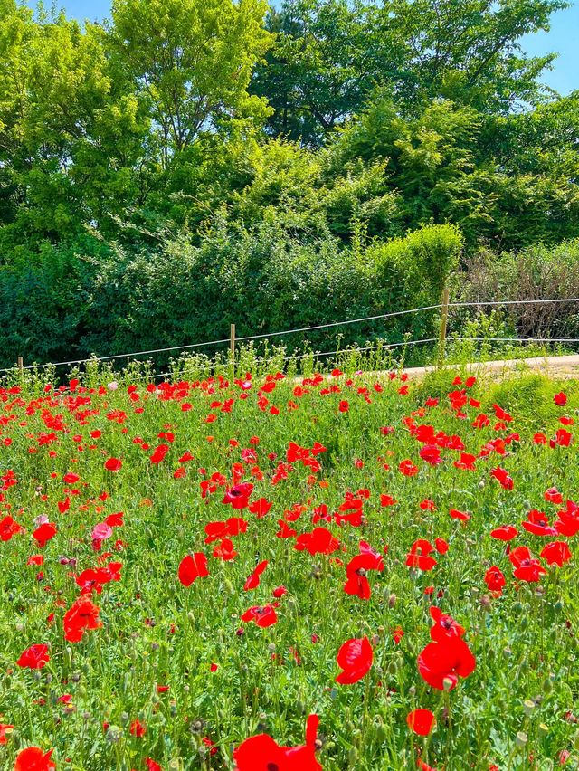 예쁜꽃들이 만개한 올림픽공원 들꽃마루🌼