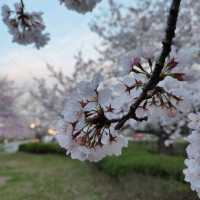 Very Beautiful Cheery Blossoms Park