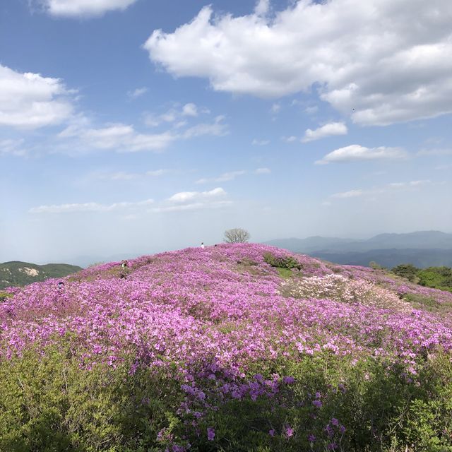 역시 철쭉은 황매산