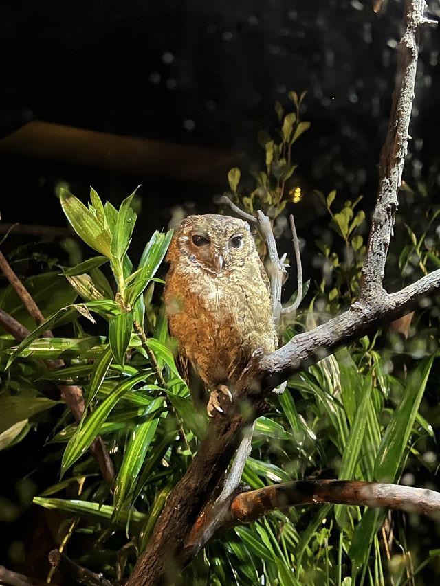 Nocturnal Wildlife at Night Safari