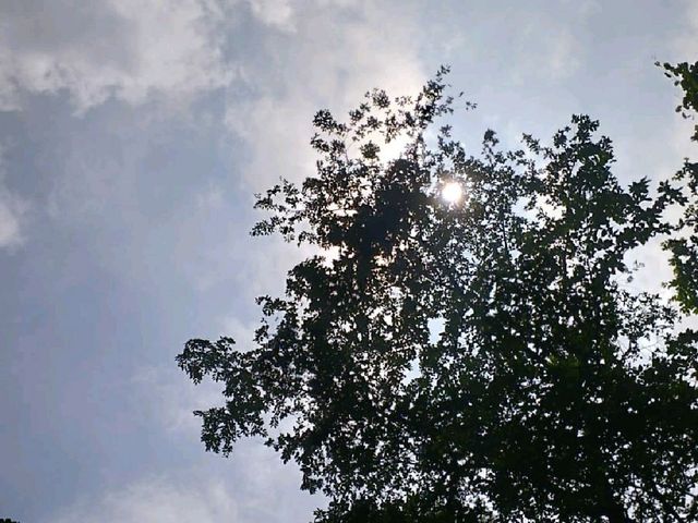Shiva jatta, Dharan