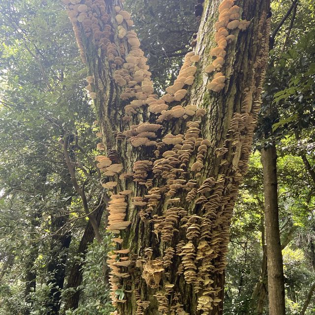 【伊予ヶ岳】ロープを使う登山