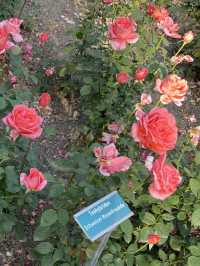 아름다운 베른, 장미공원🌹