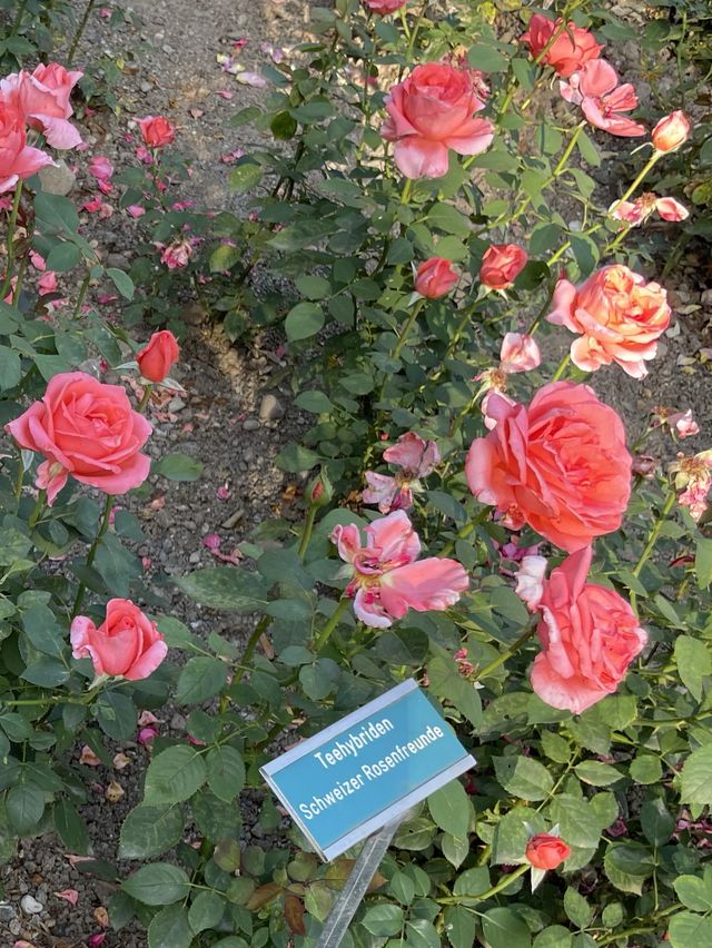 아름다운 베른, 장미공원🌹