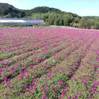 愛知県！花畑が素晴らしい花ひろば
