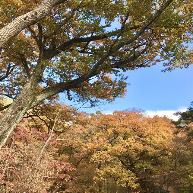 경남 합천 해인사 단풍놀이🍁🍂 가야산 소리길