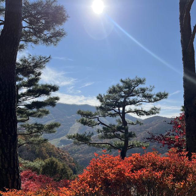 (곤지암/힐링스팟) 힐링만땅 화담숲 단풍구경🍁