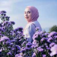 🌺 "ฮิมปิง ฟลาวเวอร์" แม่ริม เชียงใหม่🌺
