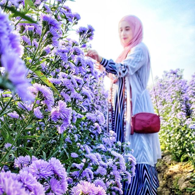 🌺 "ฮิมปิง ฟลาวเวอร์" แม่ริม เชียงใหม่🌺