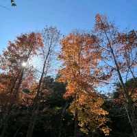 第1站: 大棠楓香林(紅葉篇)