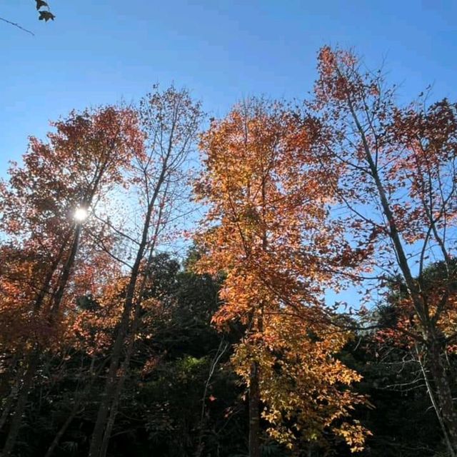 第1站: 大棠楓香林(紅葉篇) 第1站: 大棠楓香林(紅葉篇)