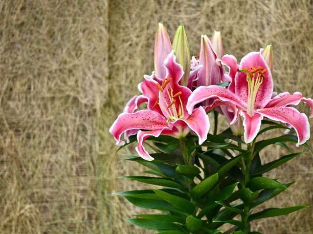香港公園舉辦球根植物主題展覽
