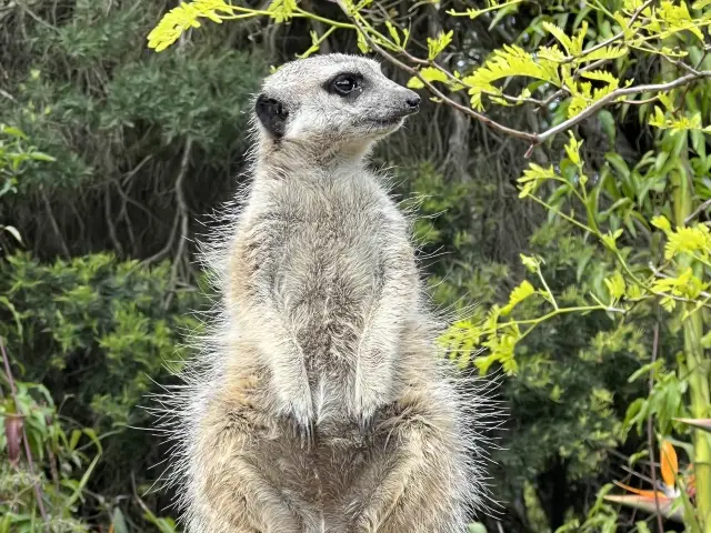 Melbourne Zoo