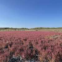 北海道北見市　ワッカ原生花園のサンゴ草