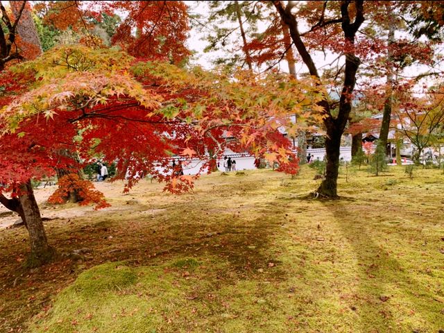 京都[紅葉めぐり]  南禅寺　三門の紅葉が絶景❗️