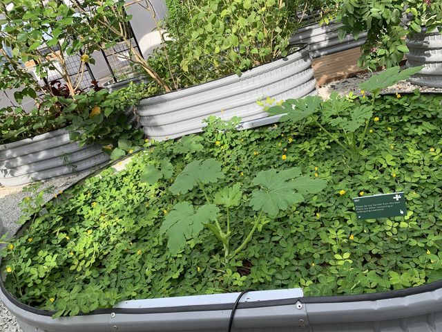 Urban Farm - Greenery at Parkroyal Marina Bay