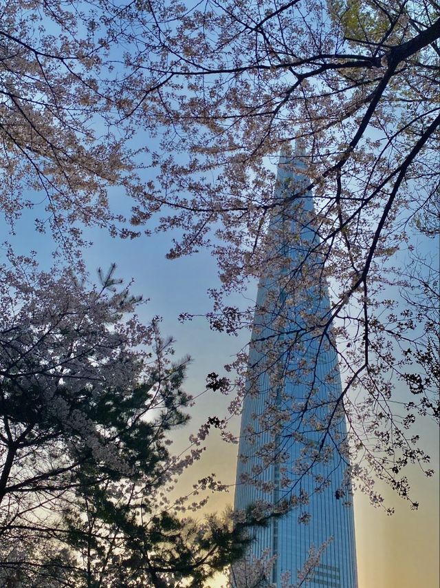 벚꽃 막차 탑승하세요!! 🌸석촌호수🌸