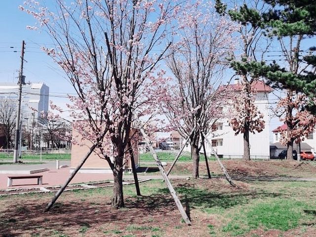 花的季節｜北海道賞花旅