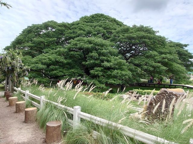 ต้นจามจุรียักษ์ 🌳👹😃🫶🏻😍💗📍🔝