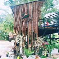 จิบกาแฟ ดูช้าง ที่มองช้างคาเฟ่ 🐘🐏🌳🌿🍂🍃