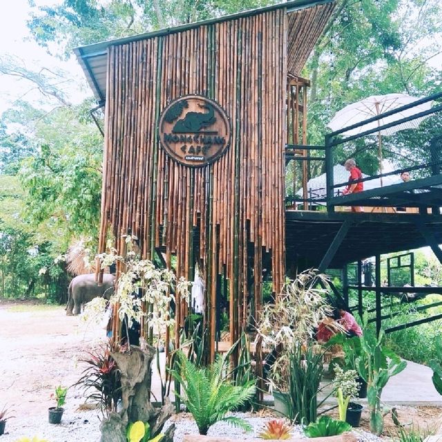 จิบกาแฟ ดูช้าง ที่มองช้างคาเฟ่ 🐘🐏🌳🌿🍂🍃
