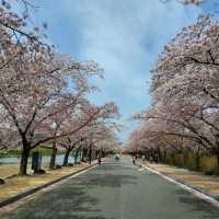 Cherry Blossoms at Bomun  Lake