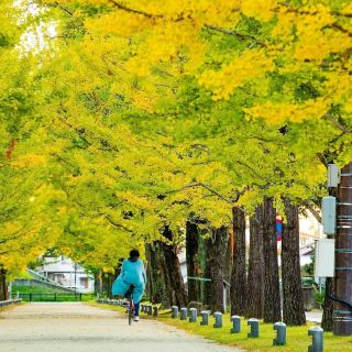 Hàng cây lá vàng ở Gifu bây giờ 27/10/2022

lá vẫn còn xanh nên bắt đầu tuần sau sẽ đẹp

Ngay cạnh ga Kakamigahara Shiyakusho Mae (各務原市役所前)

Địa chỉ: 〒504-0836 岐阜県各務原市那加雲雀町１０−4