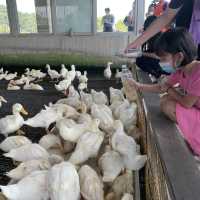 甲鳥園 親近可愛鴨鴨 乾淨 輕鬆的 養鴨農場
