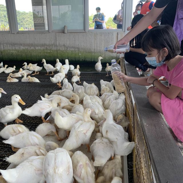 甲鳥園 親近可愛鴨鴨 乾淨 輕鬆的 養鴨農場
