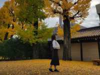 寺內周邊長滿聳立的銀杏樹｜東本願寺