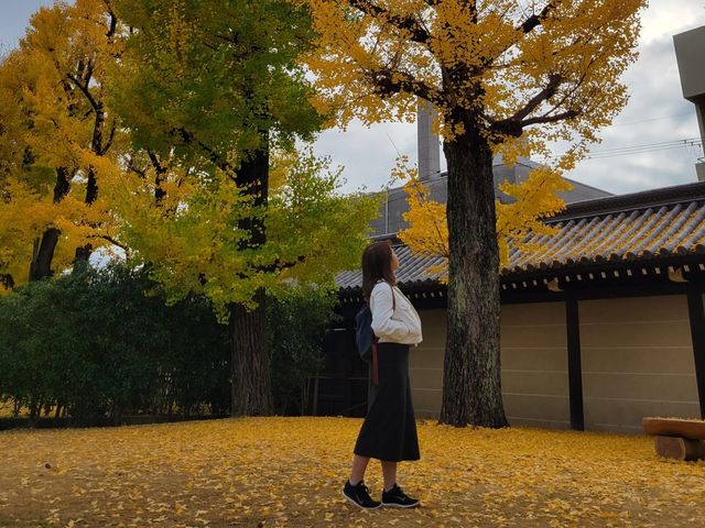 寺內周邊長滿聳立的銀杏樹｜東本願寺