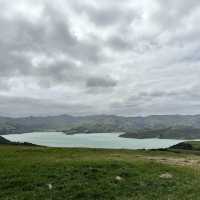 NZ_Akaroa Shamarra Alpacas