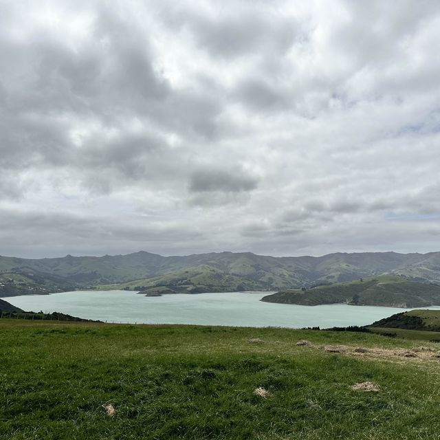 NZ_Akaroa Shamarra Alpacas