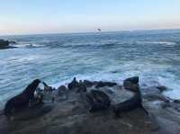 La Jolla Cove - San Diego, USA