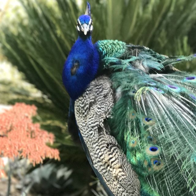 Peacock admiring, Arcadia LA county arboretum