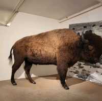 보즈먼 museum of the rockies 