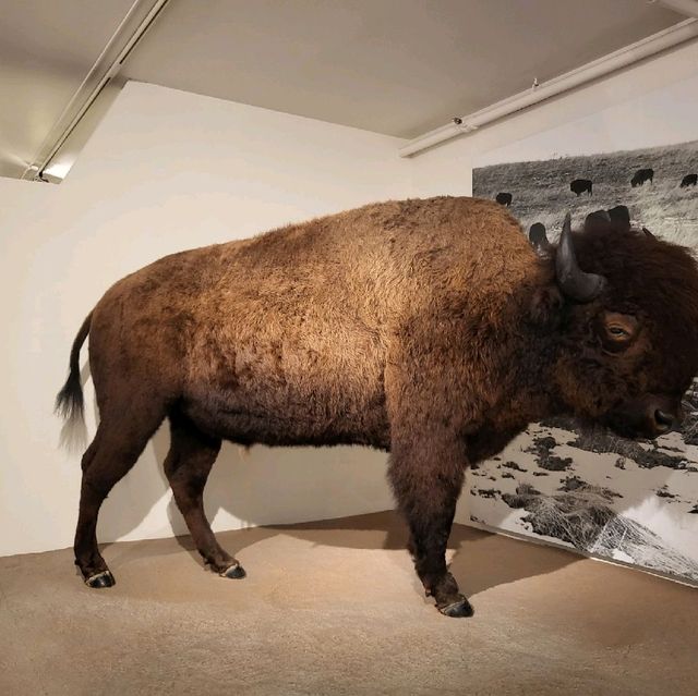 보즈먼 museum of the rockies 