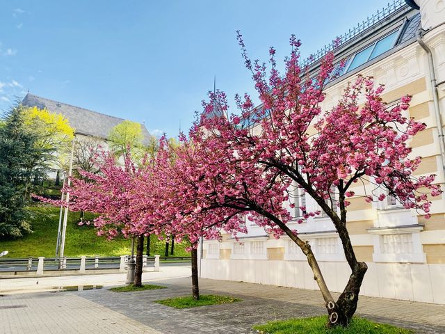 🌸 SPRING HAS SPRUNG IN MISKOLC 🌸