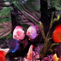 Shanghai Pudong  Aquarium
