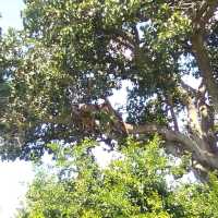 uganda's Tree climbing lions 