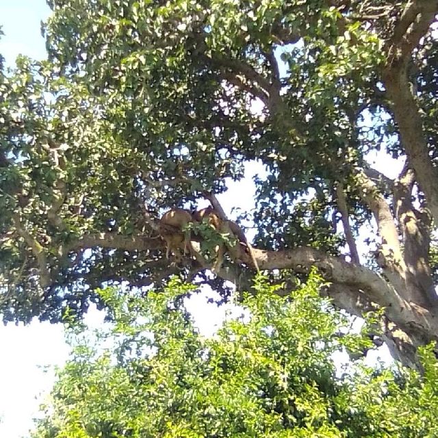 uganda's Tree climbing lions 