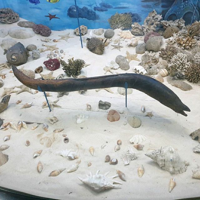 Wow The animal museum