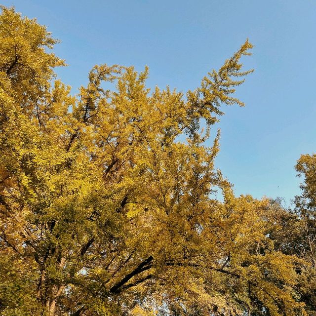 Golden Autumn at the Linggu Pagoda 